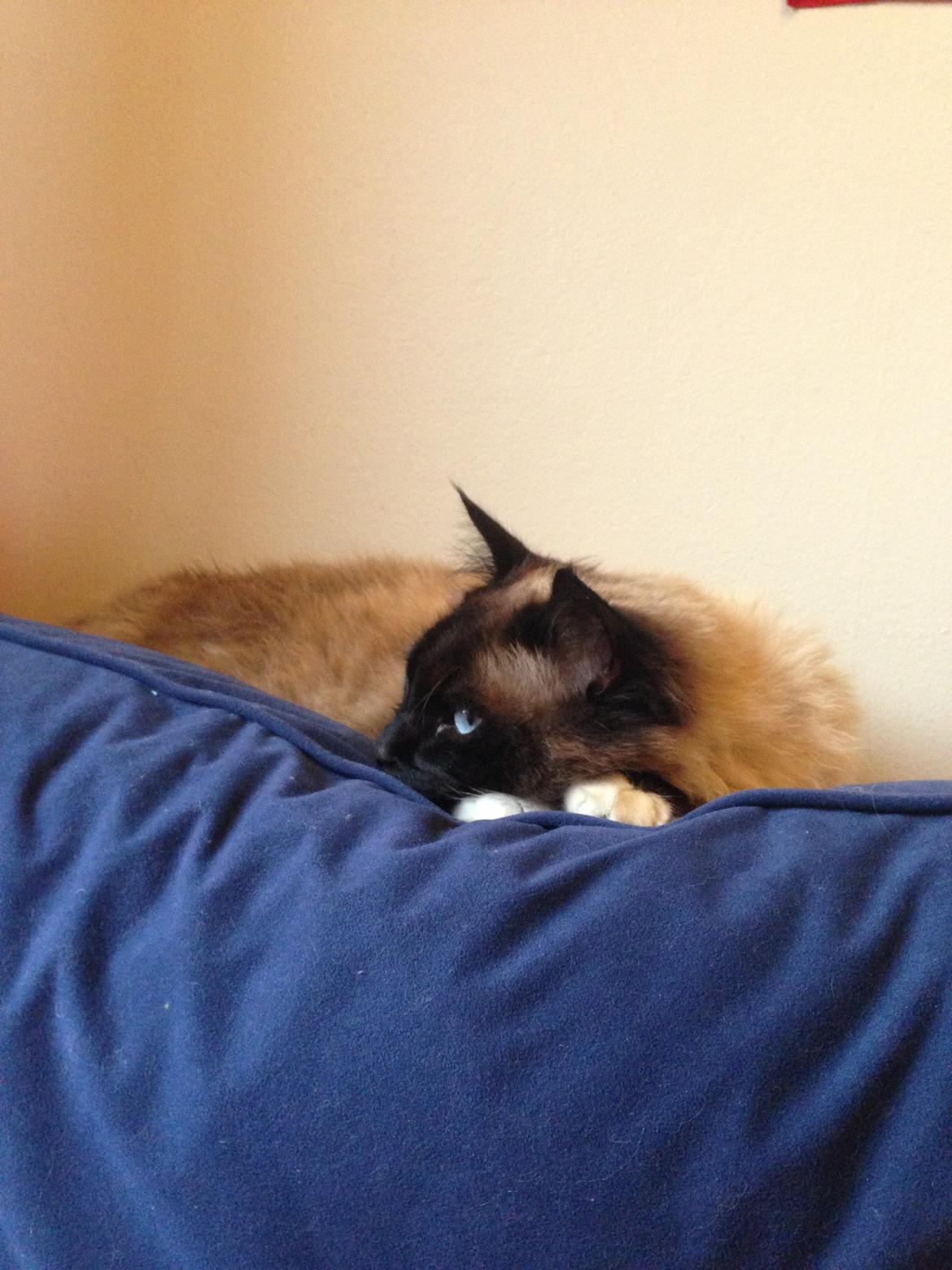 Hellig Birma Bailey - 19. juni 2013 billede 24