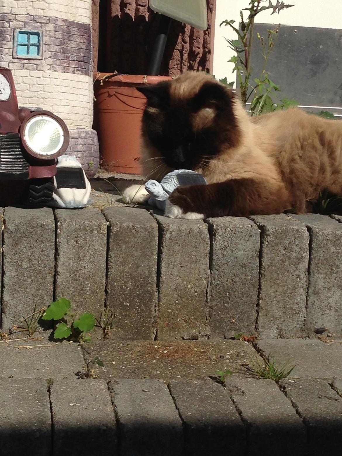 Hellig Birma Bailey - 4. august 2013 billede 25