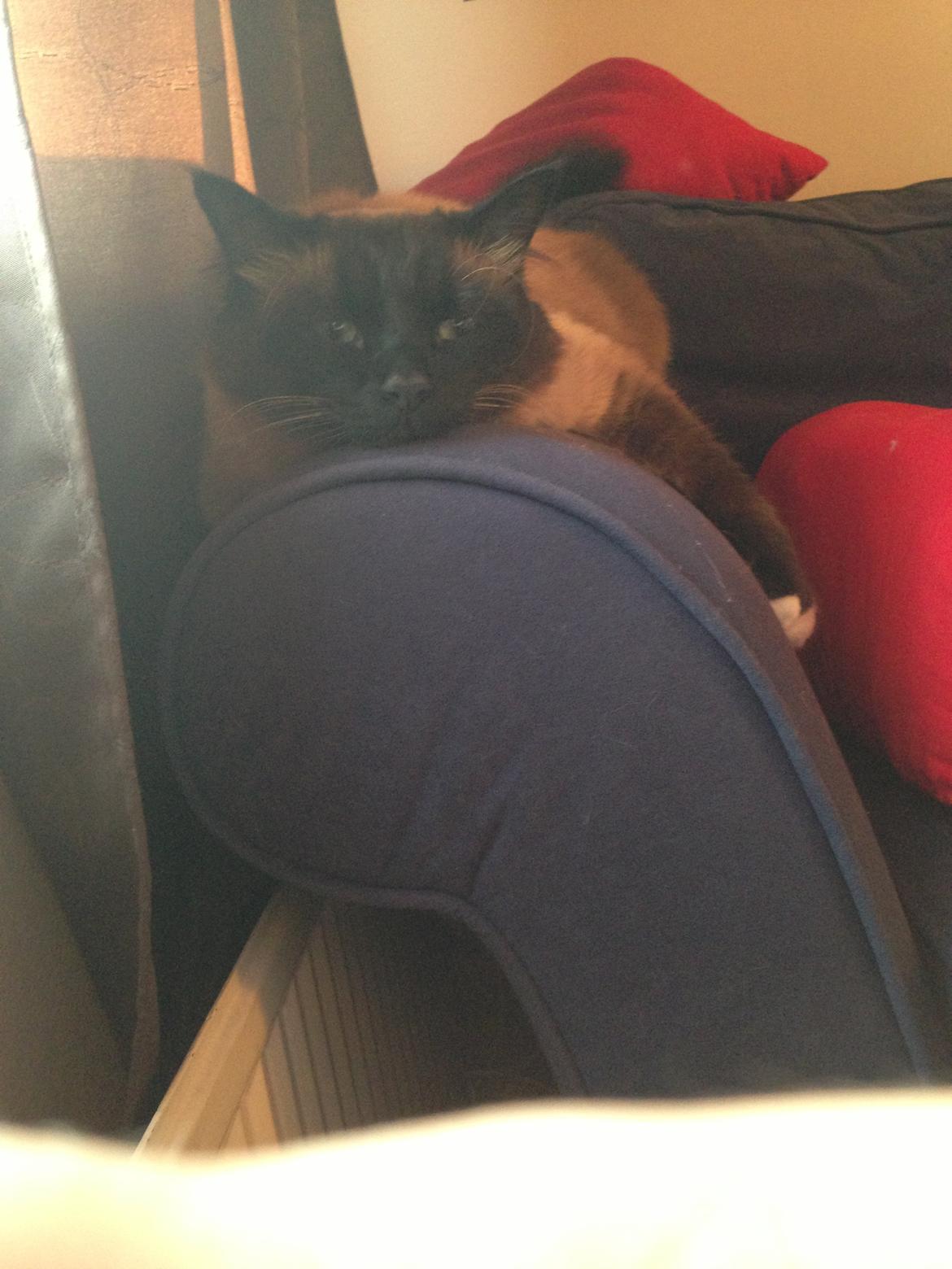 Hellig Birma Bailey - 28. august 2013 billede 26