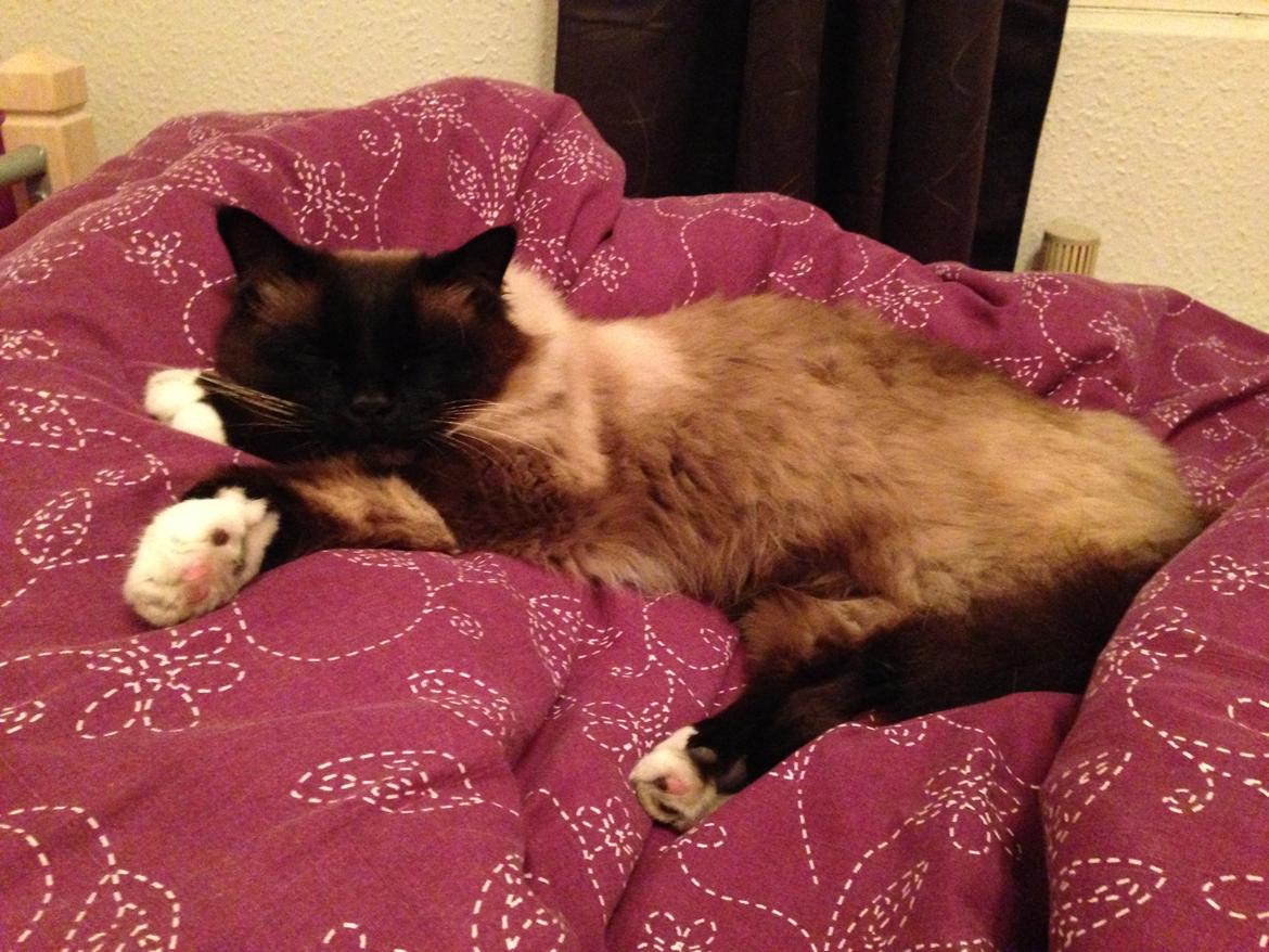 Hellig Birma Bailey - 8. oktober 2013 billede 27