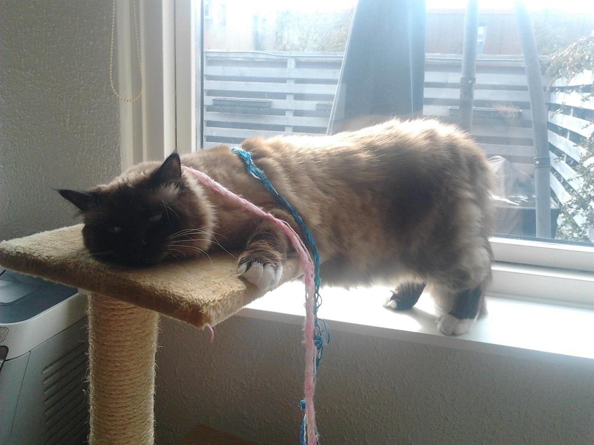 Hellig Birma Bailey - 26. april 2012 - jeg vil slet ikke vide hvad denne kat tænker, men man opdager noget nyt og sjovt ved ham hver dag! billede 13