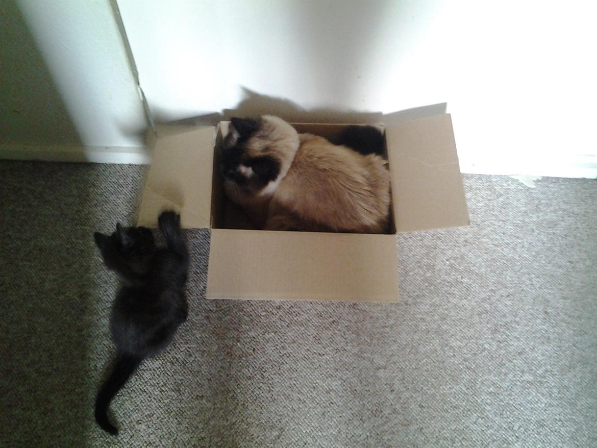 Hellig Birma Bailey - 1. juli 2012 - vi fik killinger i midten af maj, og de elsker at drille og lege med Bailey! billede 20