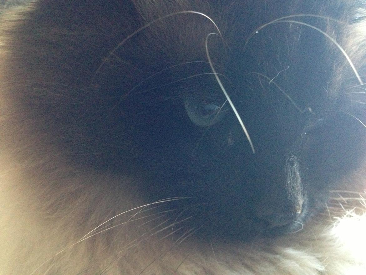 Hellig Birma Bailey - 1. april 2013 - elsker dette billed, på trods af at kvaliteten blev lidt grynet på grund af lyset. billede 21