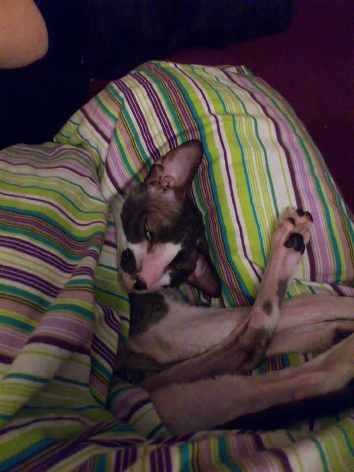 Cornish Rex Adolf (Dk Løveid's Pharao sails to Orion) billede 2