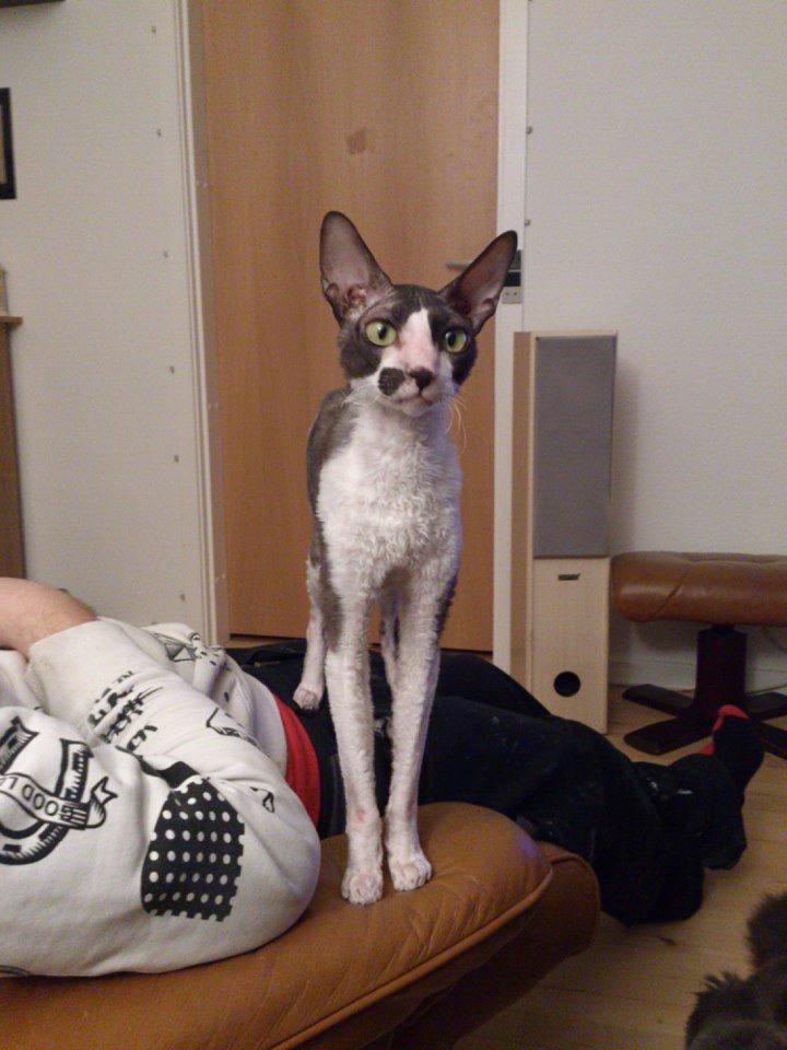 Cornish Rex Adolf (Dk Løveid's Pharao sails to Orion) billede 3