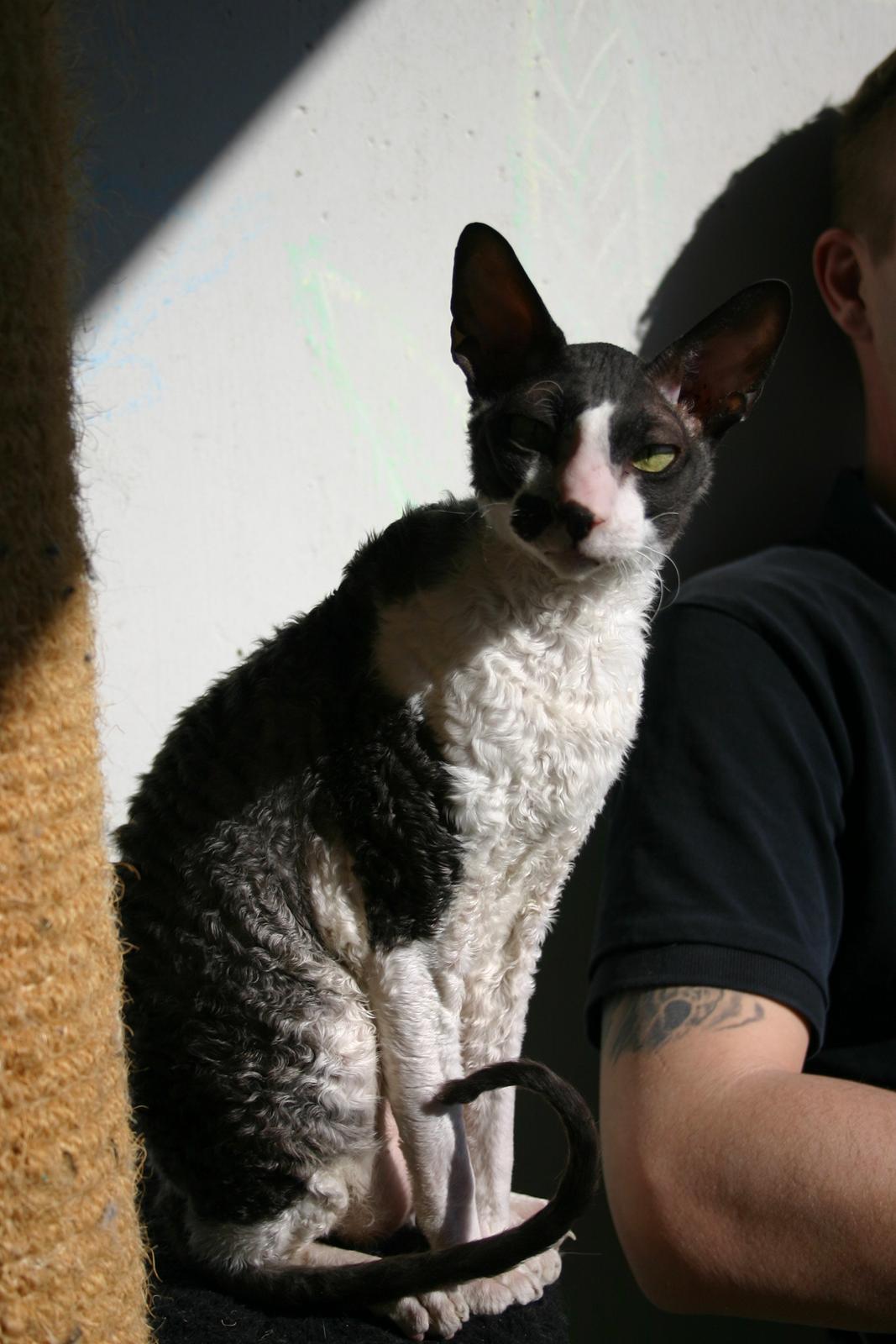 Cornish Rex Adolf (Dk Løveid's Pharao sails to Orion) billede 1