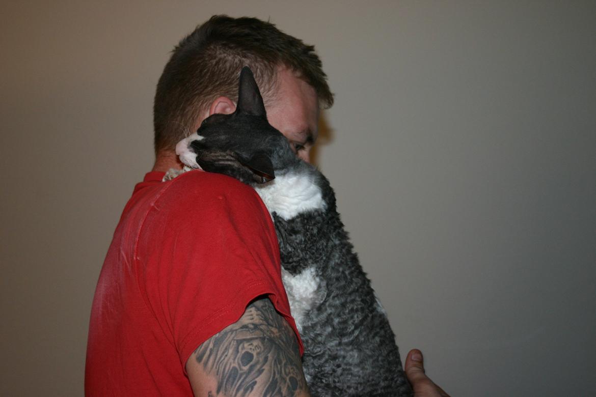 Cornish Rex Adolf (Dk Løveid's Pharao sails to Orion) billede 4
