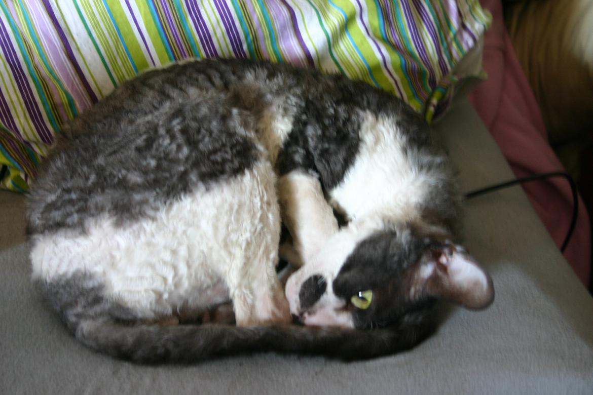 Cornish Rex Adolf (Dk Løveid's Pharao sails to Orion) billede 5