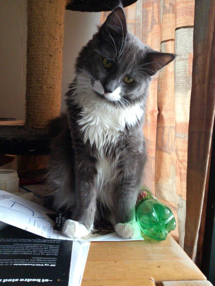 Blanding af racer Gandhi billede 1