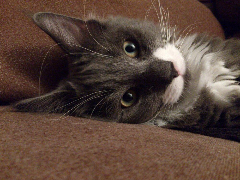 Blanding af racer Gandhi billede 2