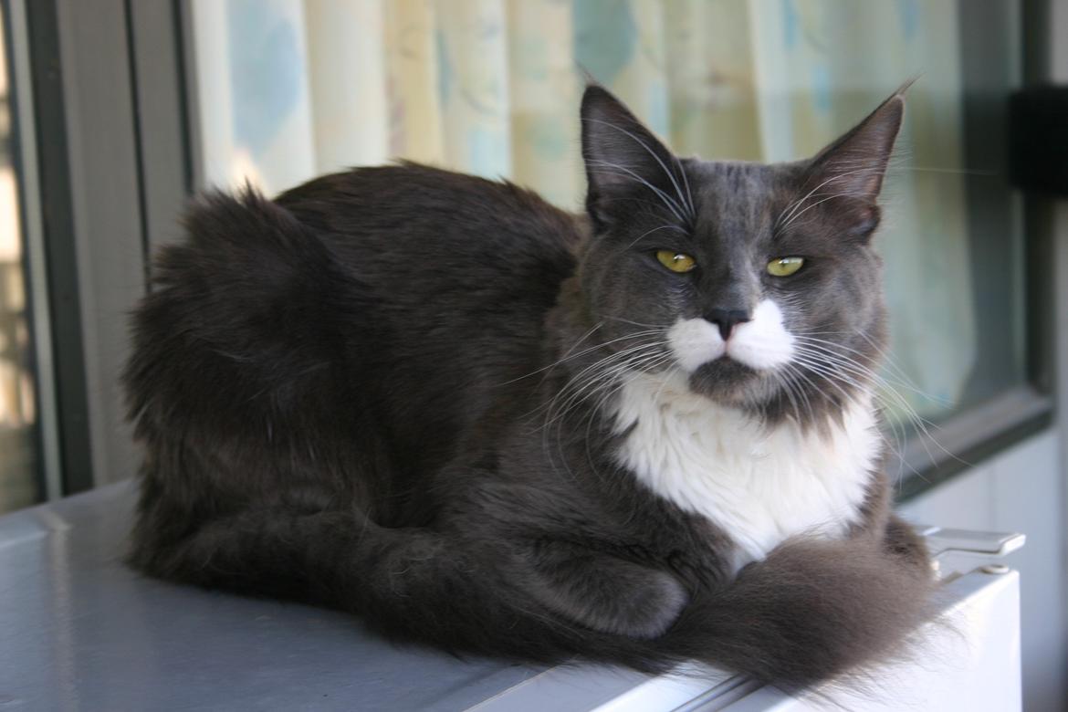 Blanding af racer Gandhi billede 3