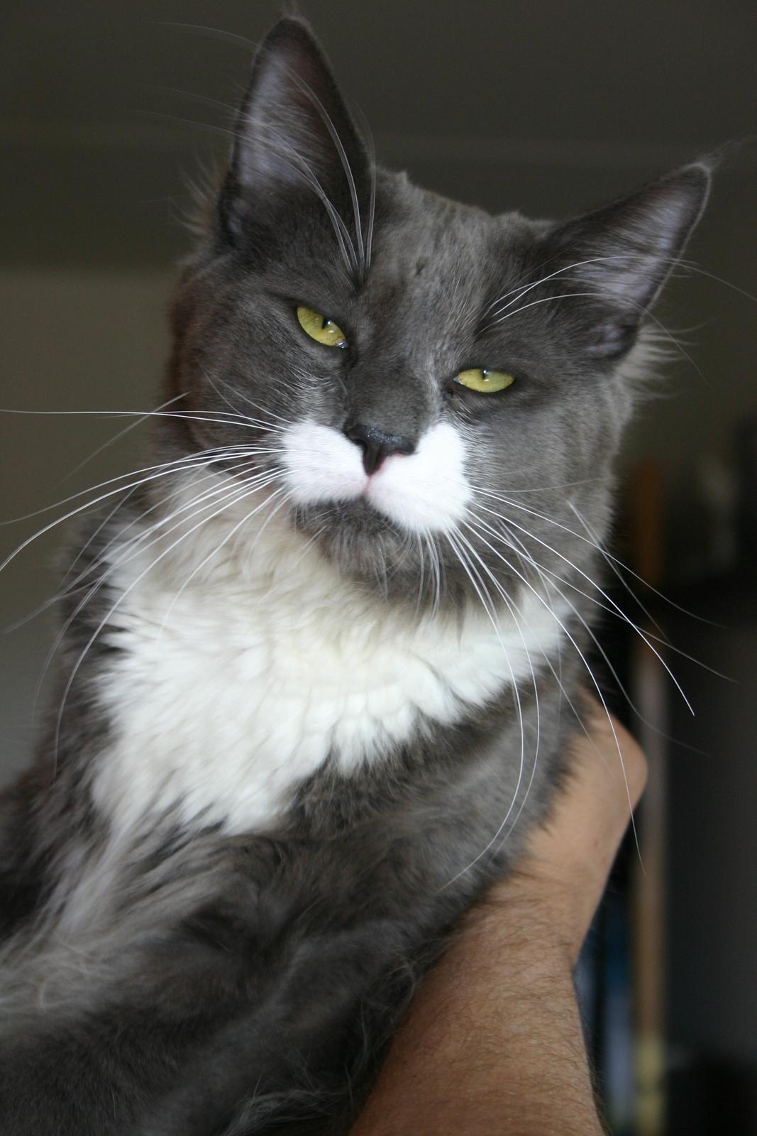 Blanding af racer Gandhi billede 4