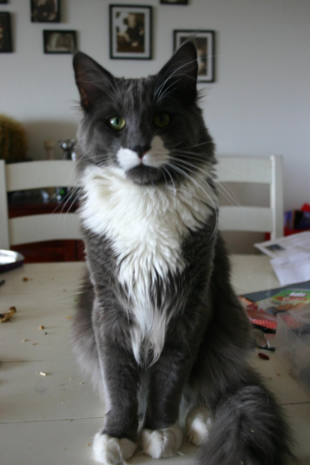 Blanding af racer Gandhi billede 5