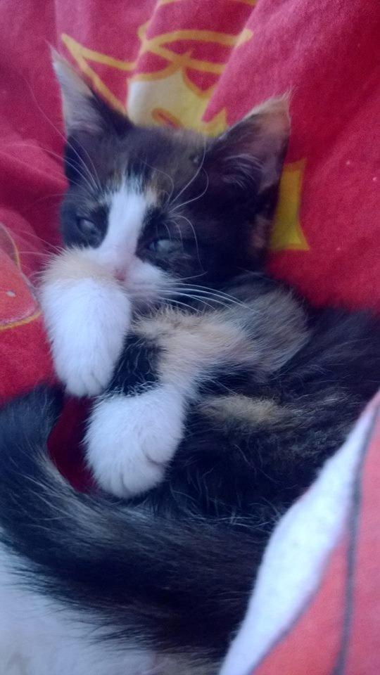 Blanding af racer Foxi billede 2