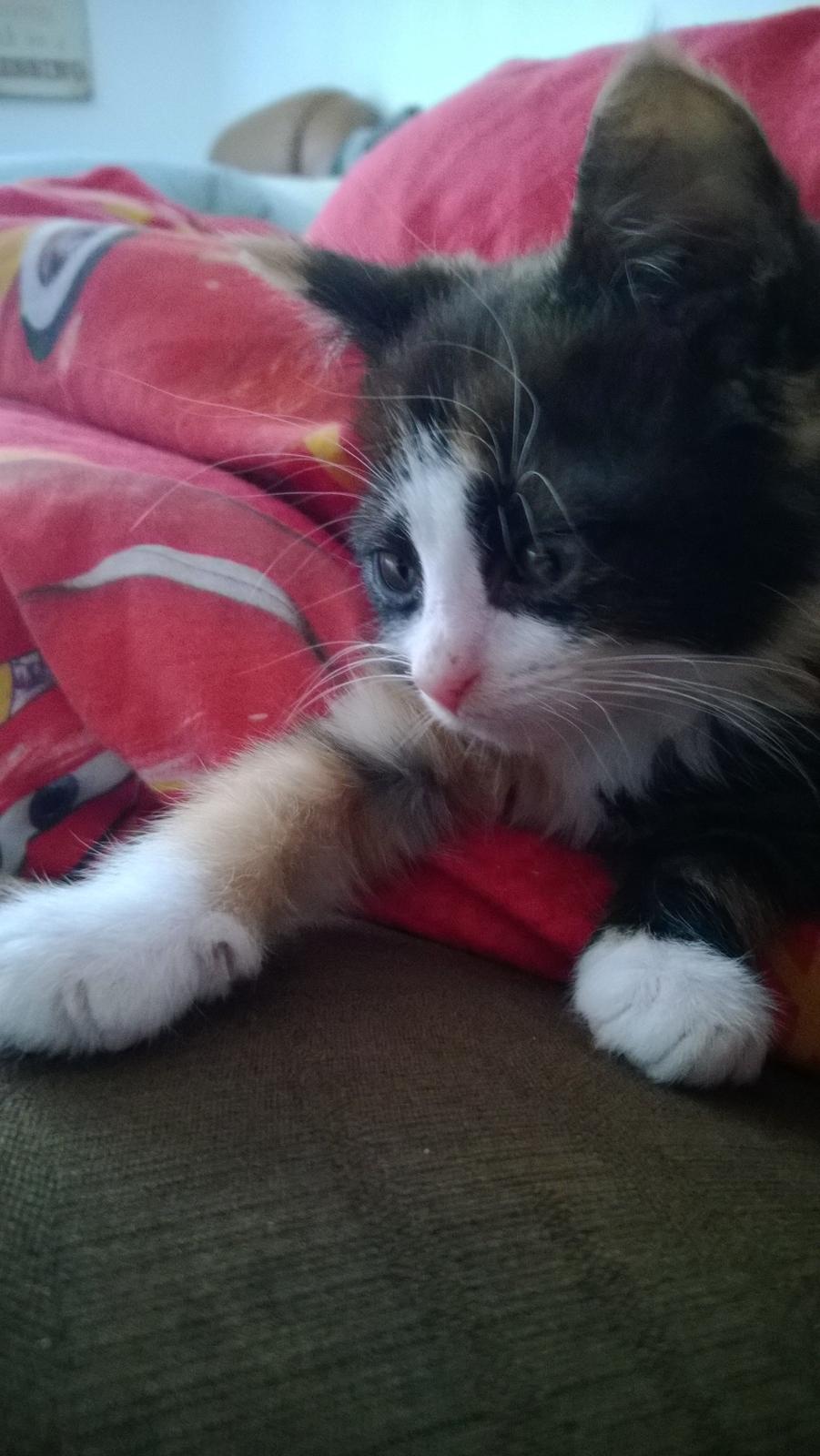 Blanding af racer Foxi billede 3