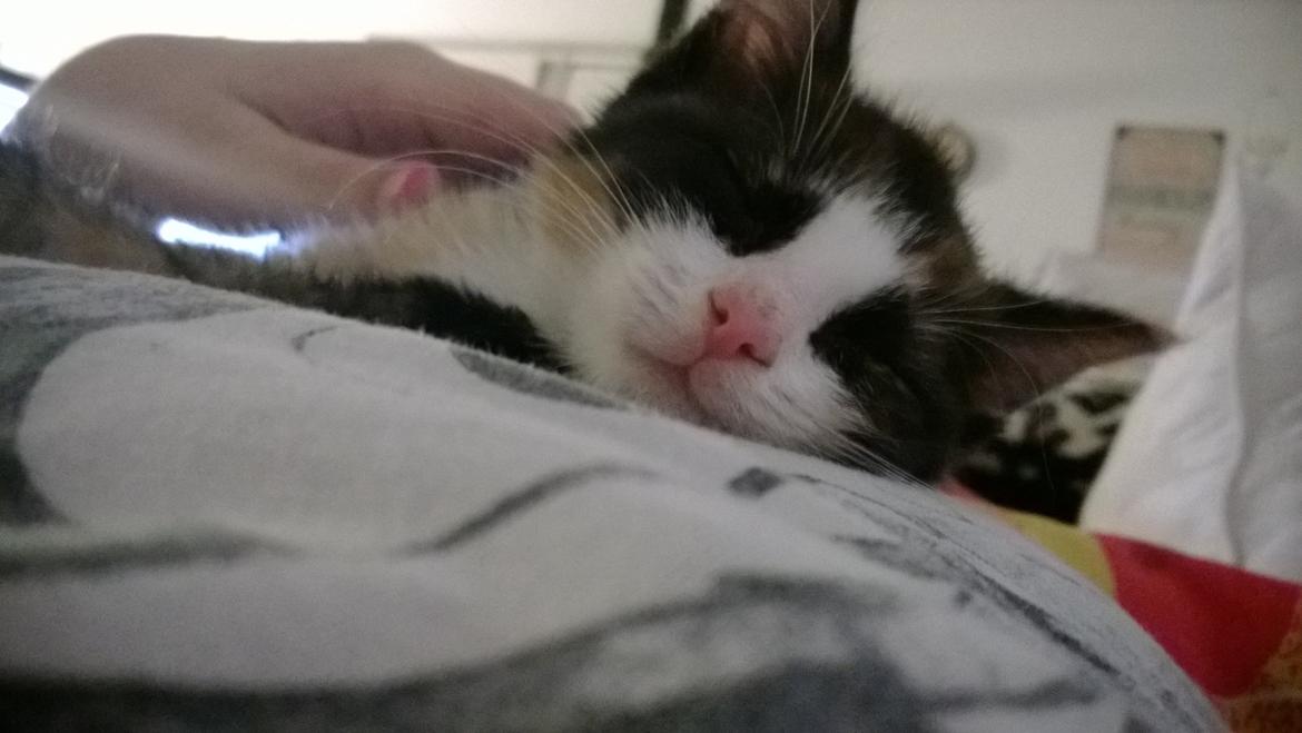 Blanding af racer Foxi billede 4