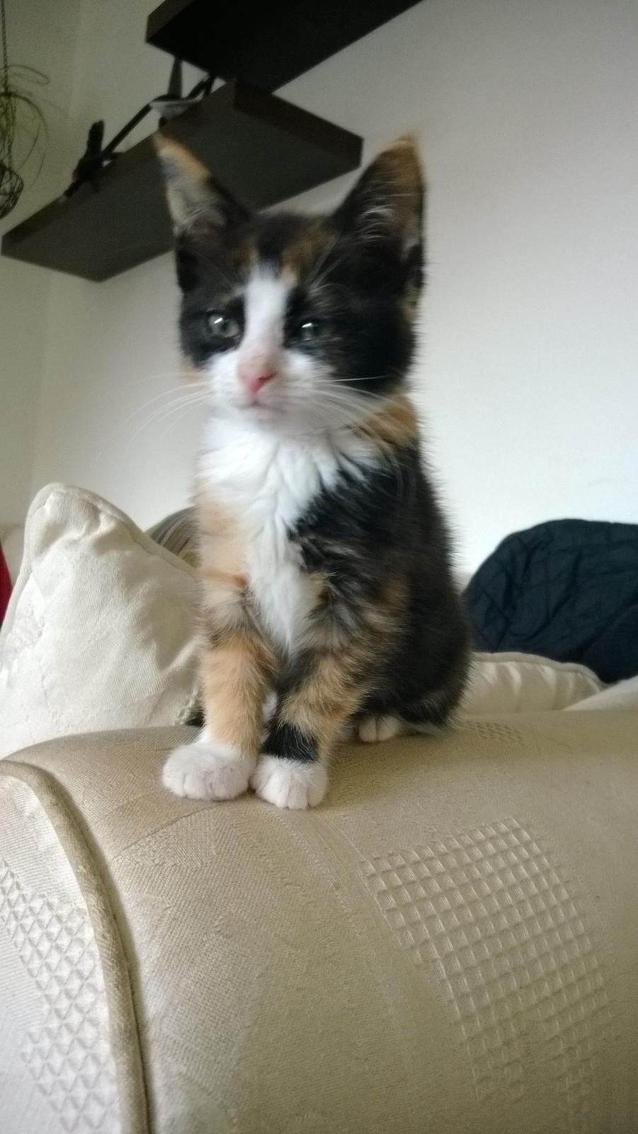 Blanding af racer Foxi billede 1