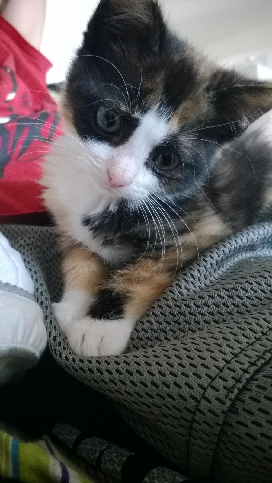 Blanding af racer Foxi billede 5