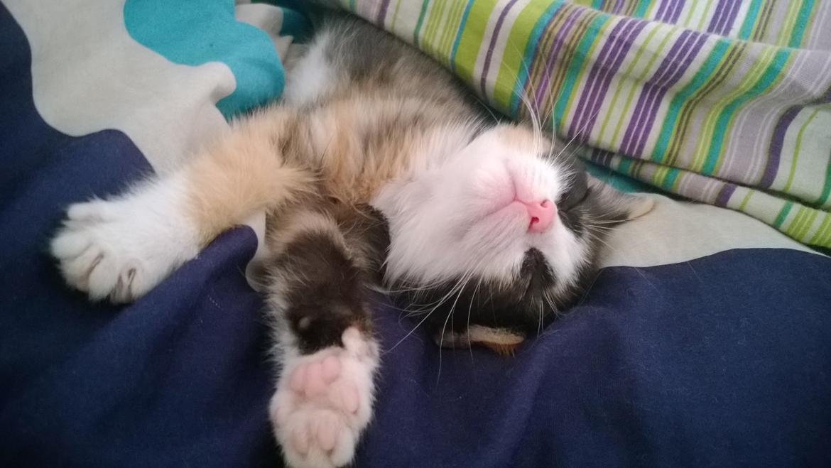 Blanding af racer Foxi billede 6