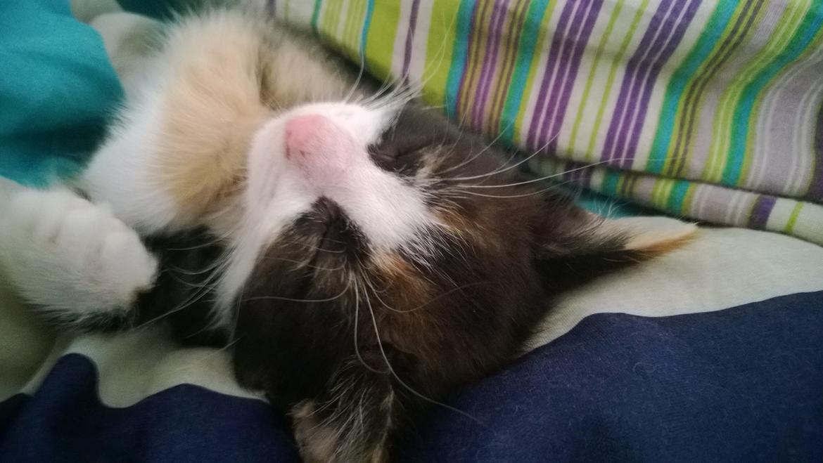 Blanding af racer Foxi billede 7