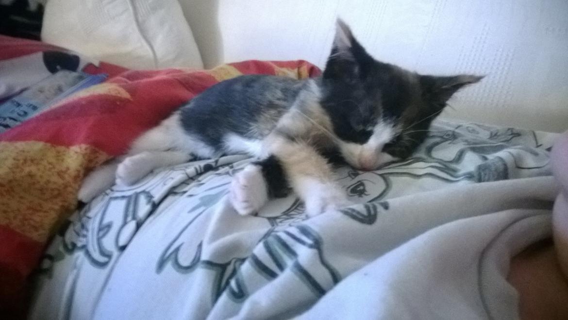 Blanding af racer Foxi billede 8