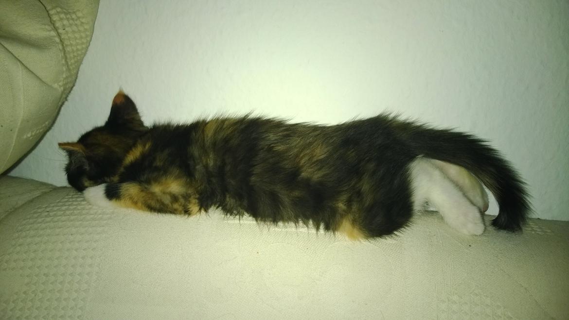 Blanding af racer Foxi billede 9