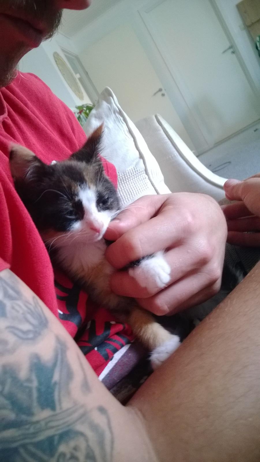 Blanding af racer Foxi billede 10