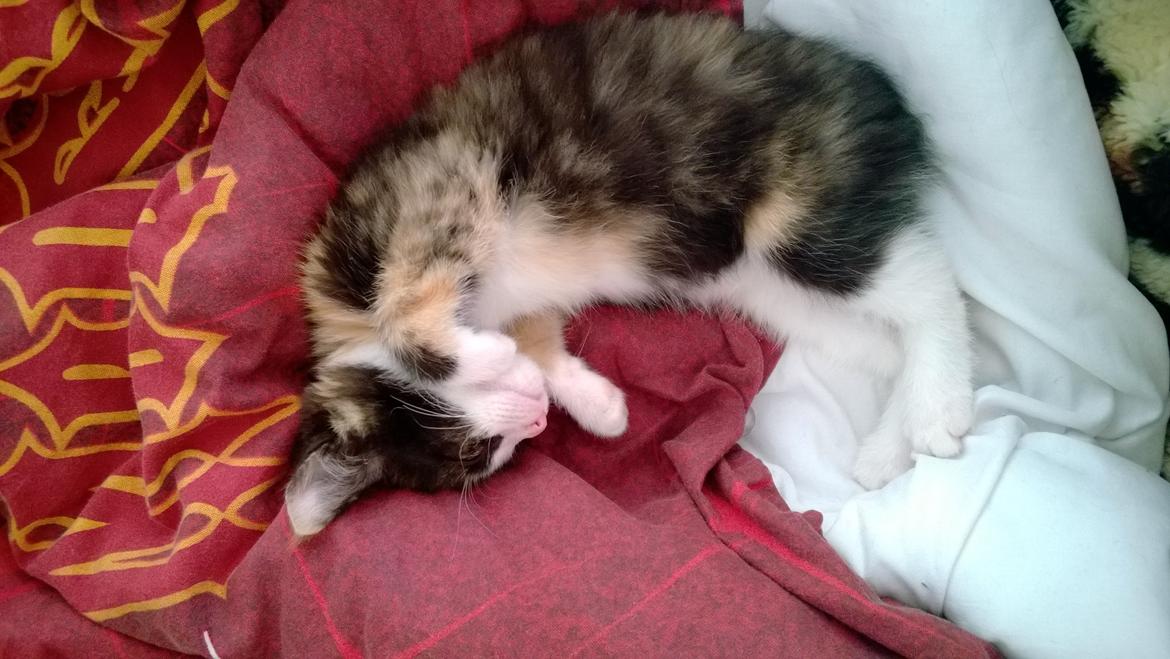 Blanding af racer Foxi billede 11