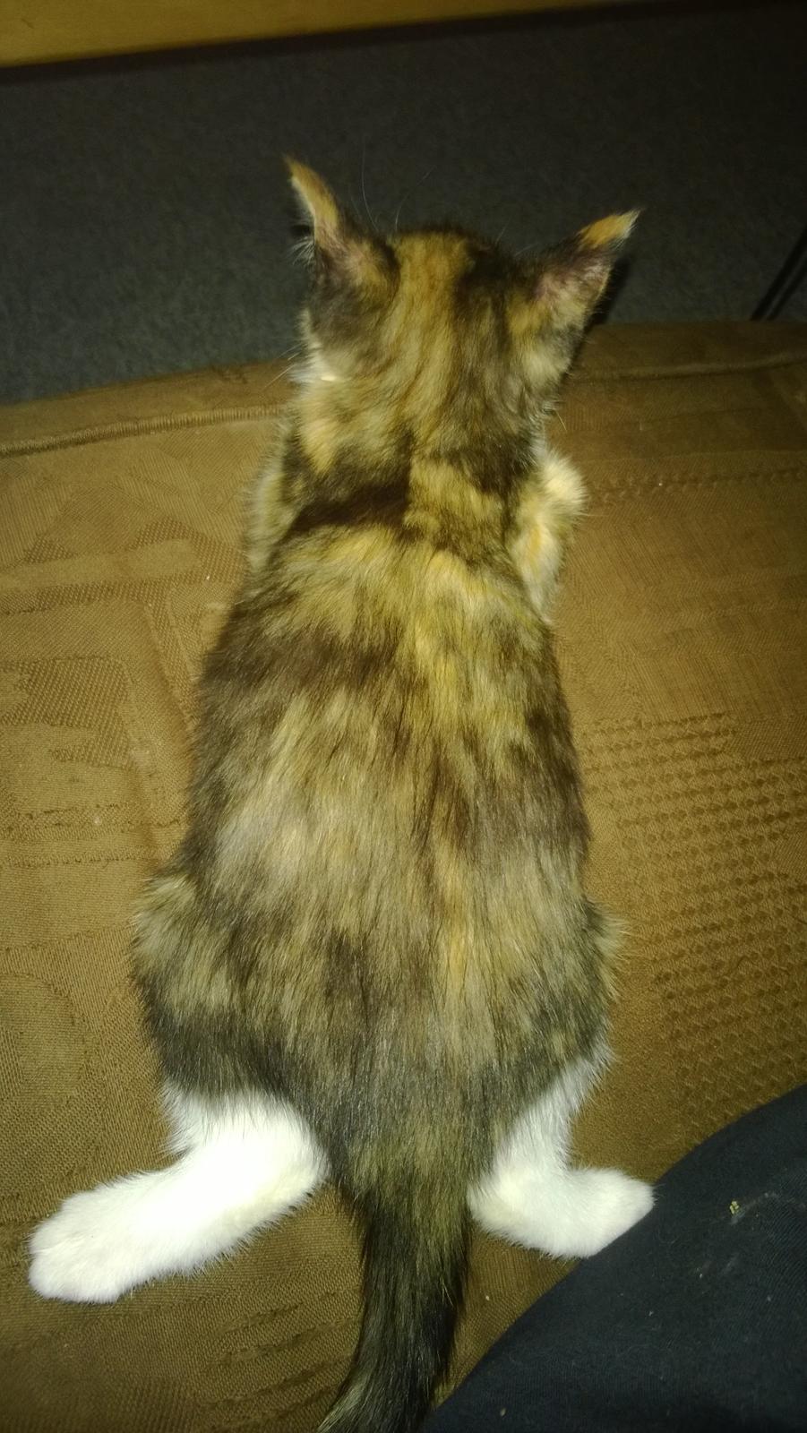 Blanding af racer Foxi billede 12