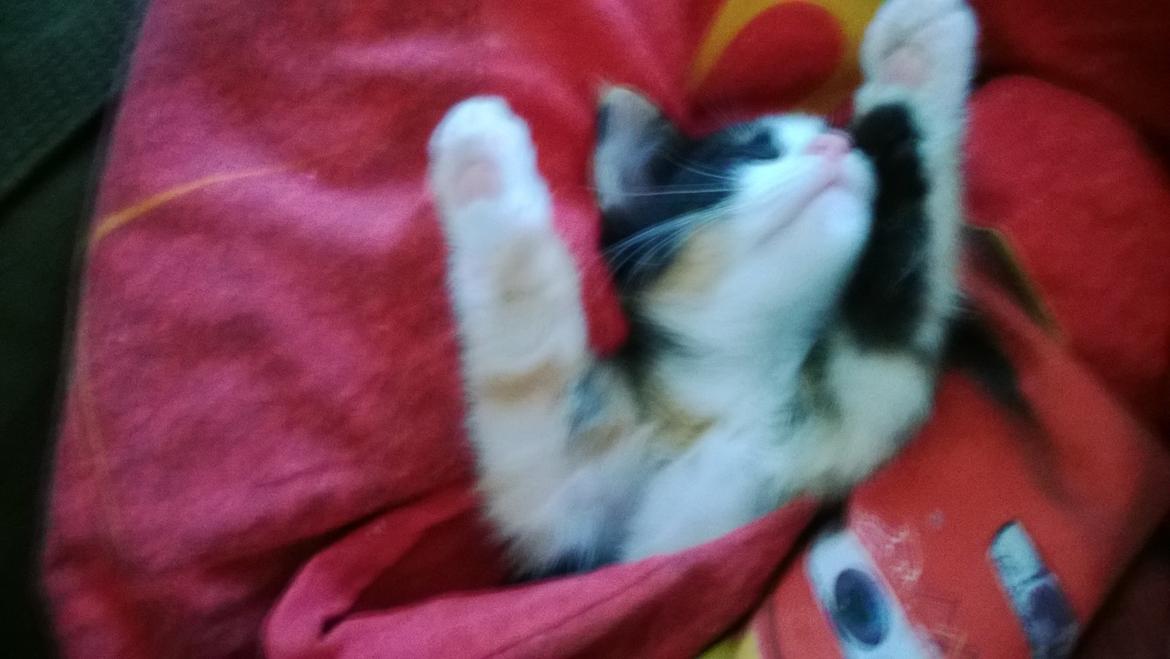 Blanding af racer Foxi billede 13