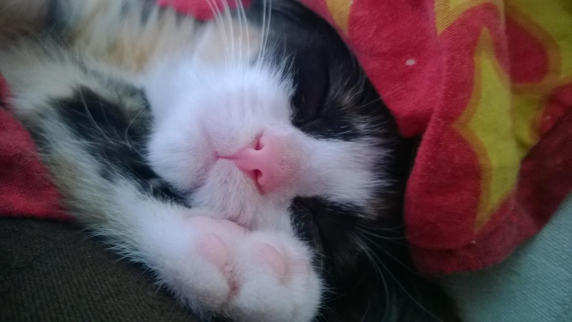 Blanding af racer Foxi billede 14