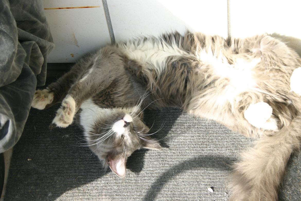 Blanding af racer Gandhi billede 6