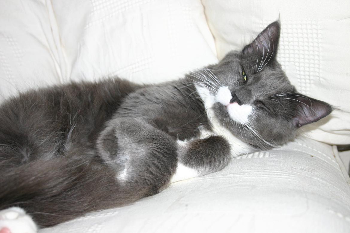 Blanding af racer Gandhi billede 7