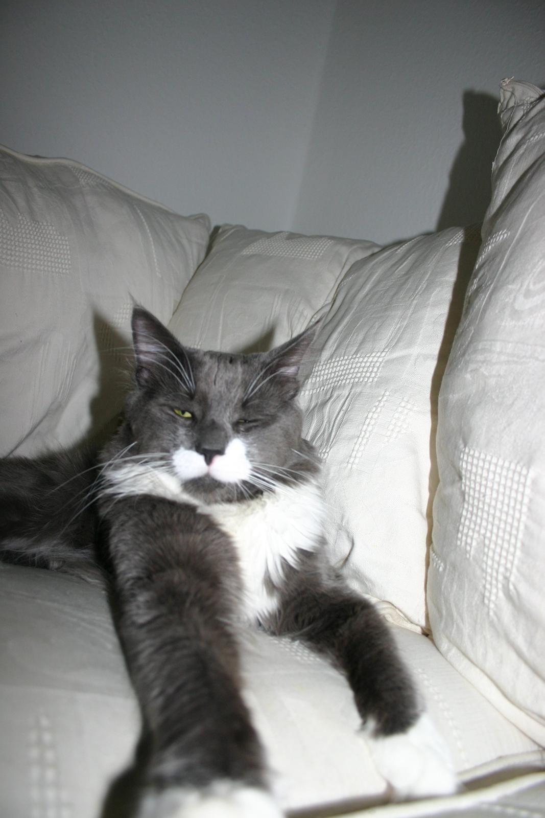 Blanding af racer Gandhi billede 8