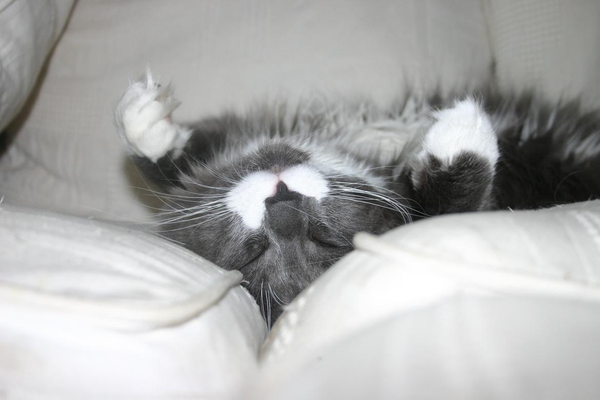 Blanding af racer Gandhi billede 10