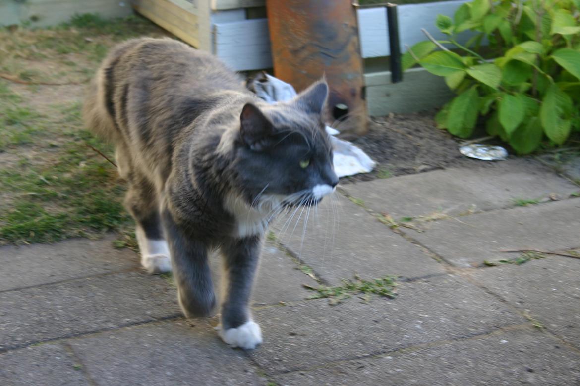 Blanding af racer Gandhi billede 11