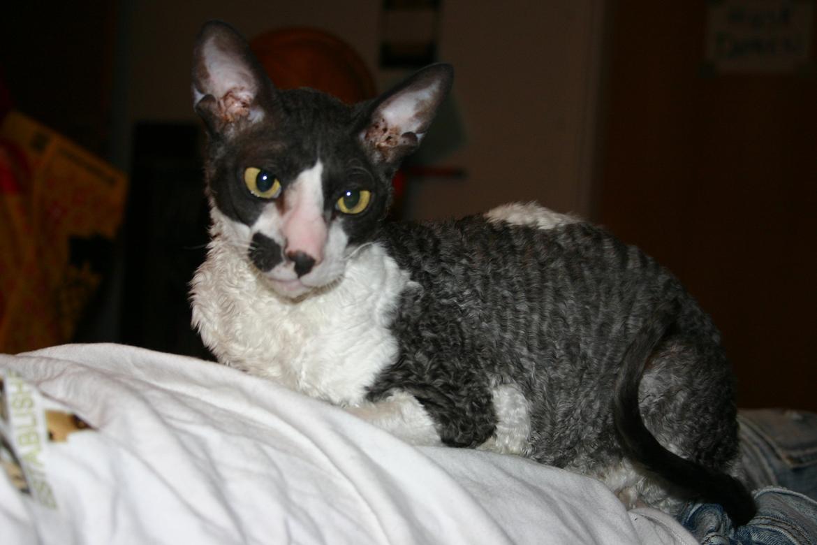 Cornish Rex Adolf (Dk Løveid's Pharao sails to Orion) billede 6