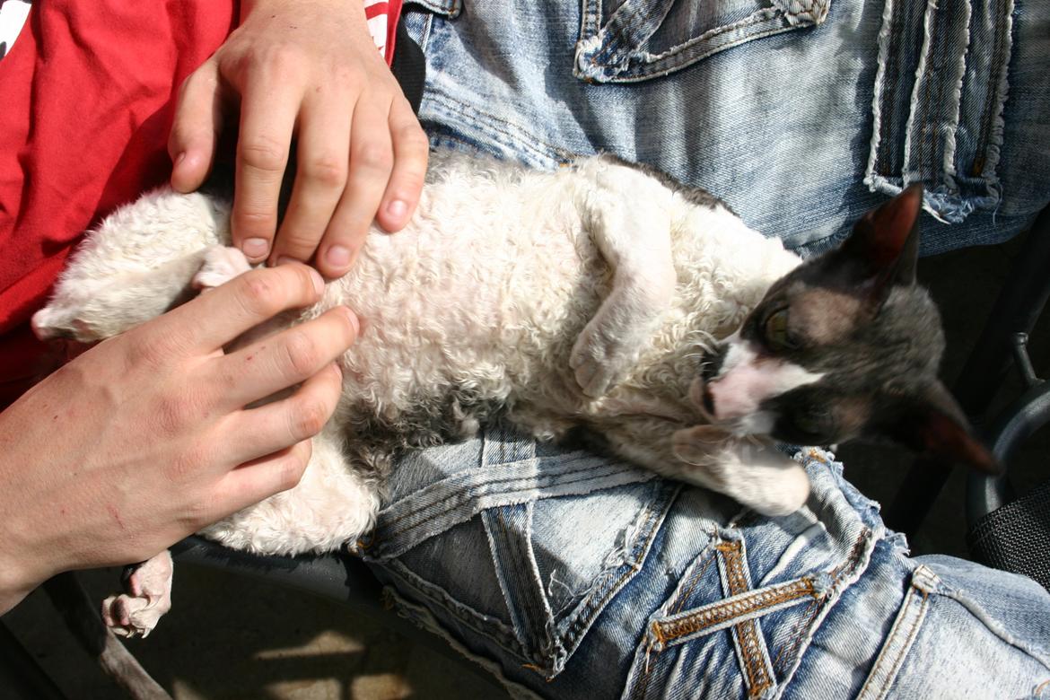 Cornish Rex Adolf (Dk Løveid's Pharao sails to Orion) billede 7