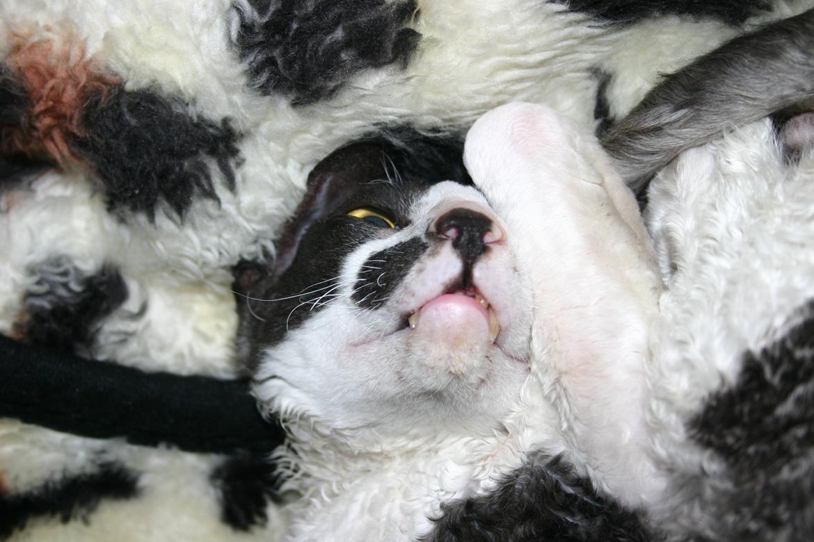 Cornish Rex Adolf (Dk Løveid's Pharao sails to Orion) billede 8