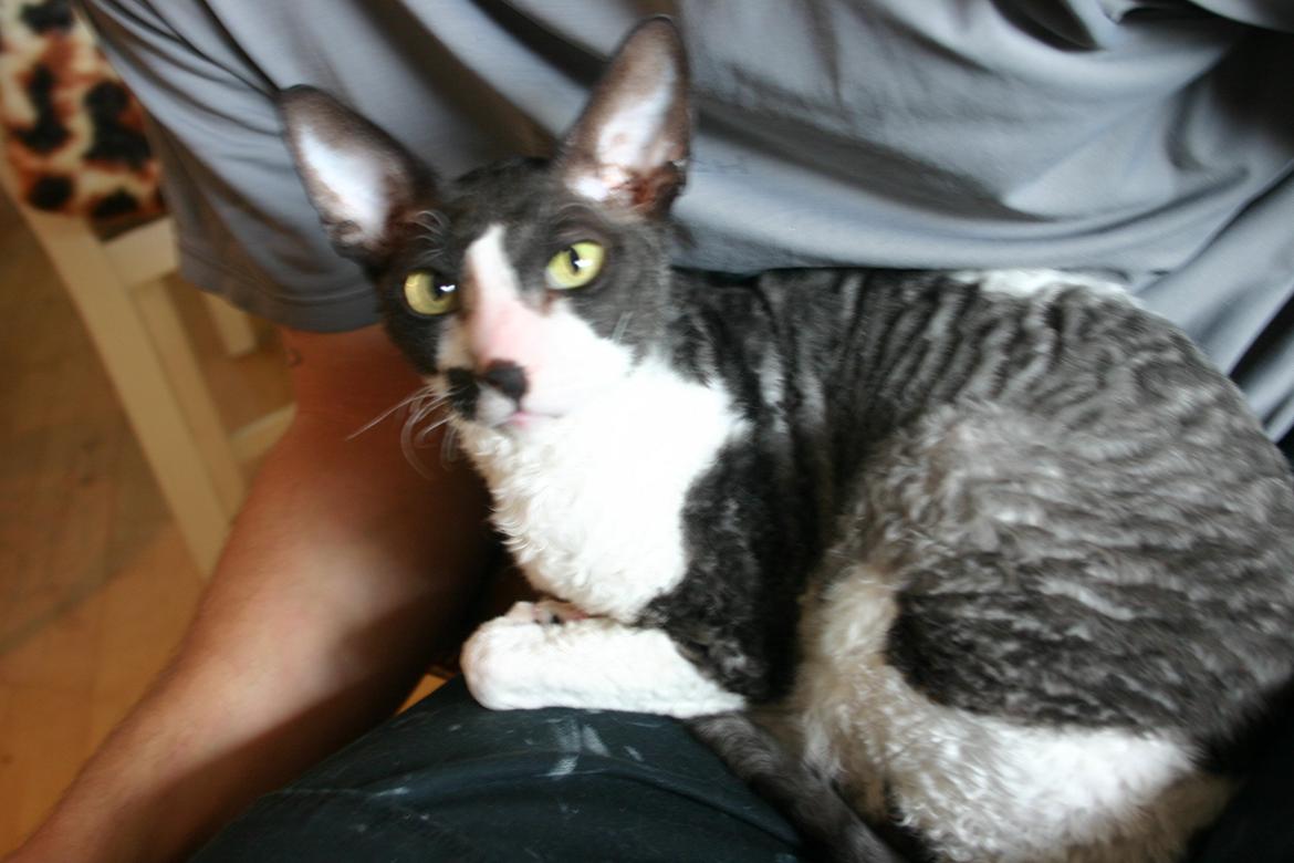 Cornish Rex Adolf (Dk Løveid's Pharao sails to Orion) billede 9