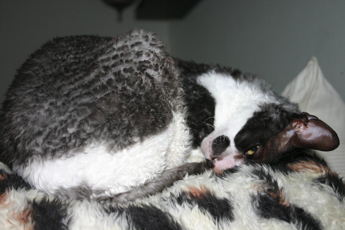 Cornish Rex Adolf (Dk Løveid's Pharao sails to Orion) billede 10