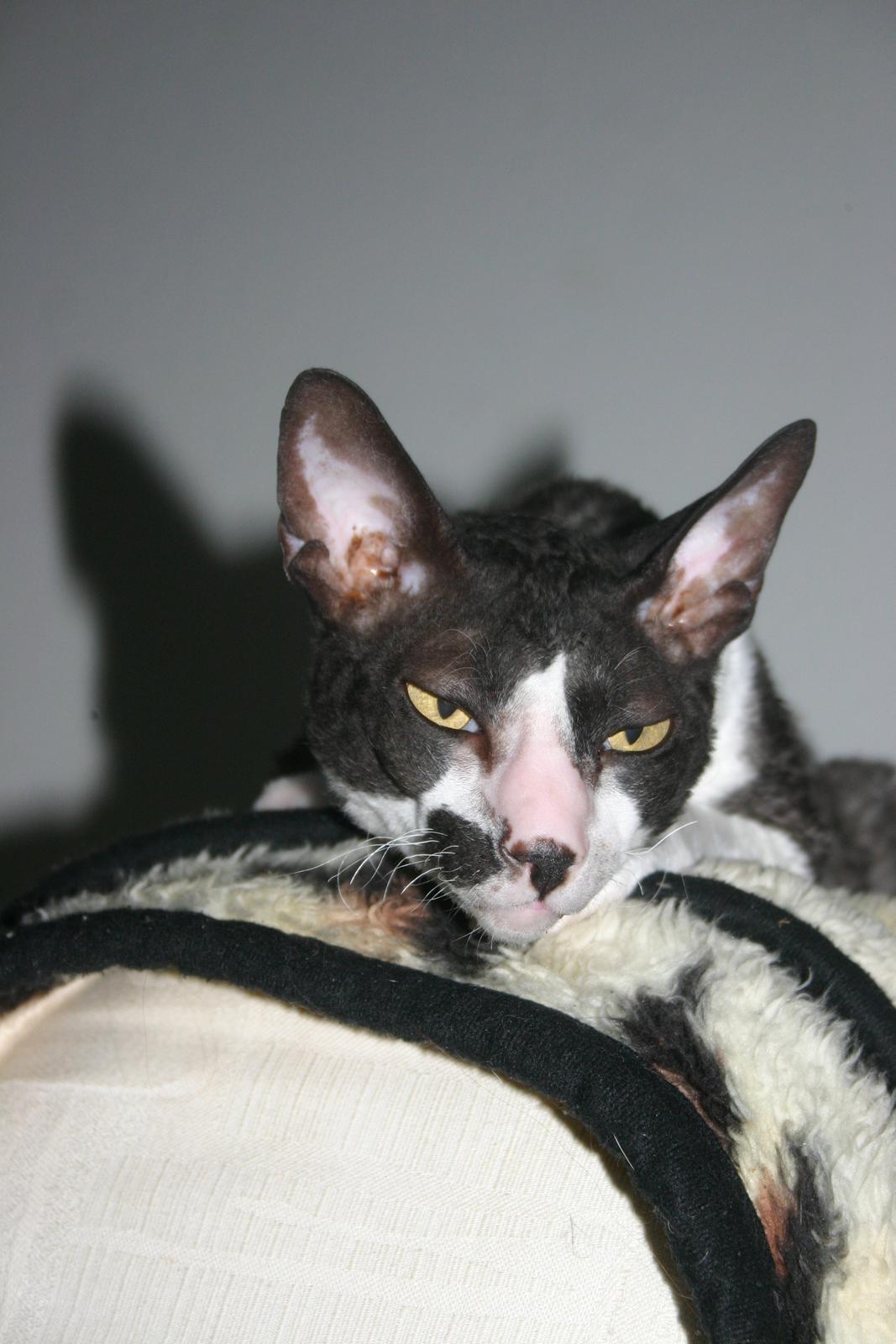 Cornish Rex Adolf (Dk Løveid's Pharao sails to Orion) billede 11