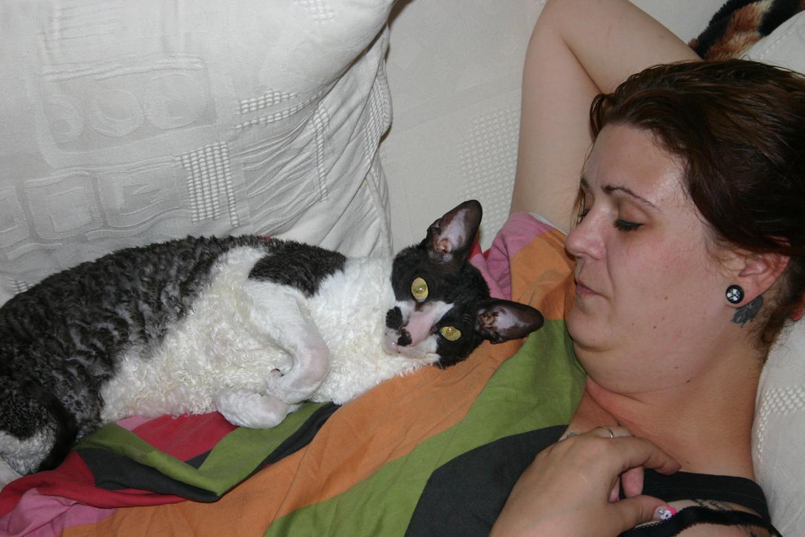 Cornish Rex Adolf (Dk Løveid's Pharao sails to Orion) billede 12