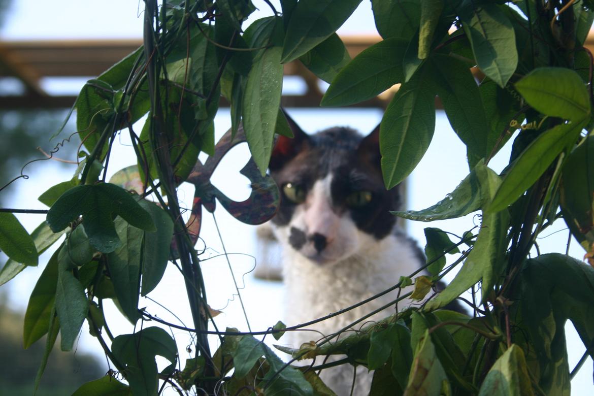 Cornish Rex Adolf (Dk Løveid's Pharao sails to Orion) billede 13