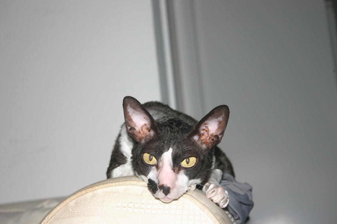 Cornish Rex Adolf (Dk Løveid's Pharao sails to Orion) billede 14