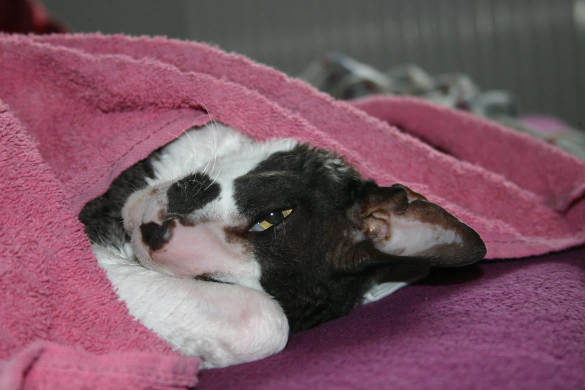Cornish Rex Adolf (Dk Løveid's Pharao sails to Orion) billede 15