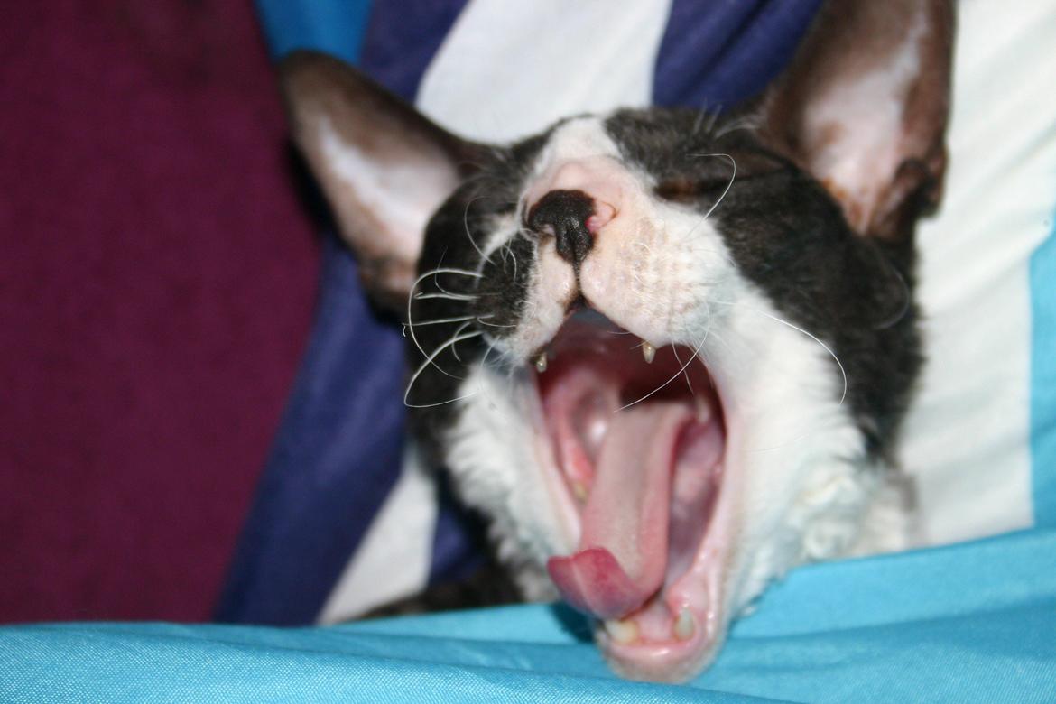 Cornish Rex Adolf (Dk Løveid's Pharao sails to Orion) billede 17