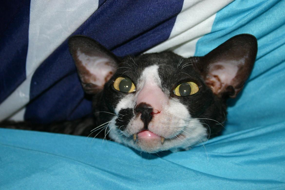 Cornish Rex Adolf (Dk Løveid's Pharao sails to Orion) billede 16