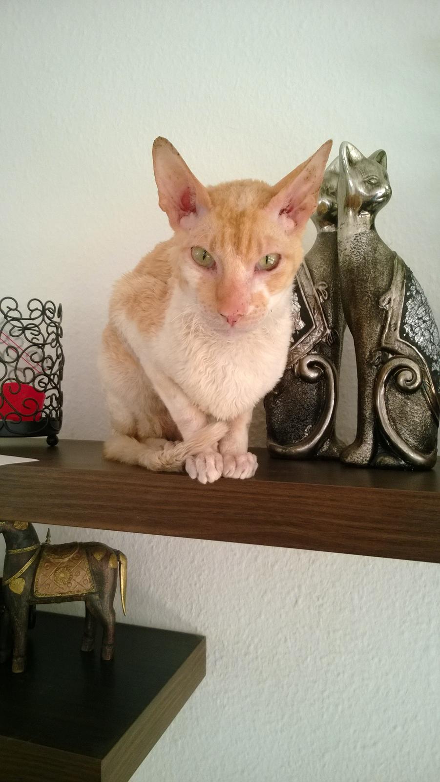 Cornish Rex Lauritz (Dk Løveid's Once upon a Troubadour) billede 1
