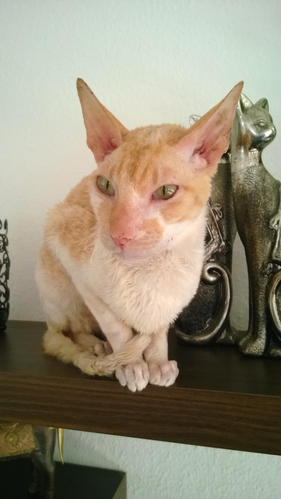 Cornish Rex Lauritz (Dk Løveid's Once upon a Troubadour) billede 3